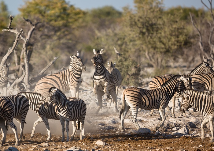 2 Etosha