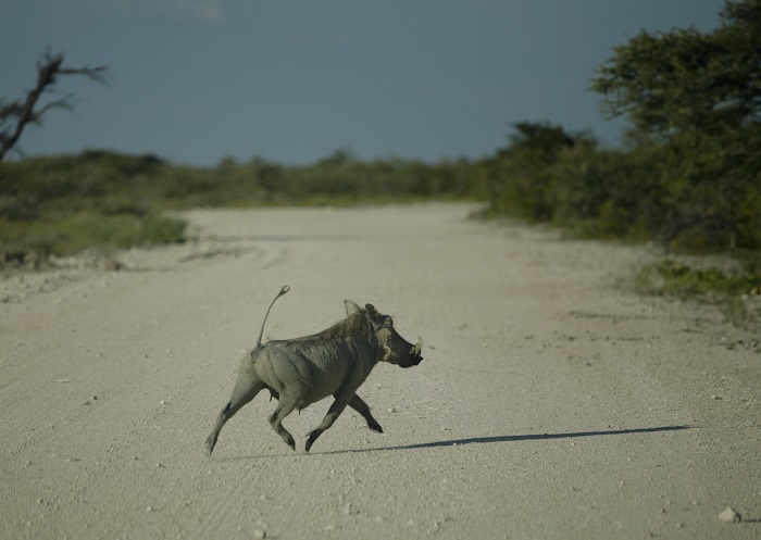 20 Etosha