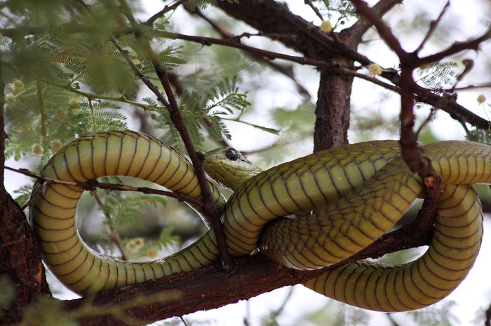 5 Etosha