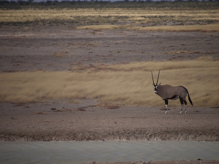 6 Etosha