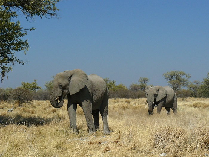 7 Etosha