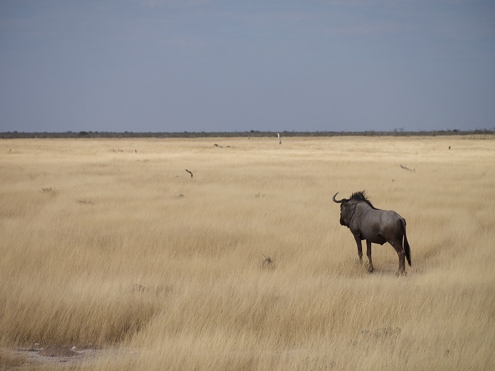 8 Etosha