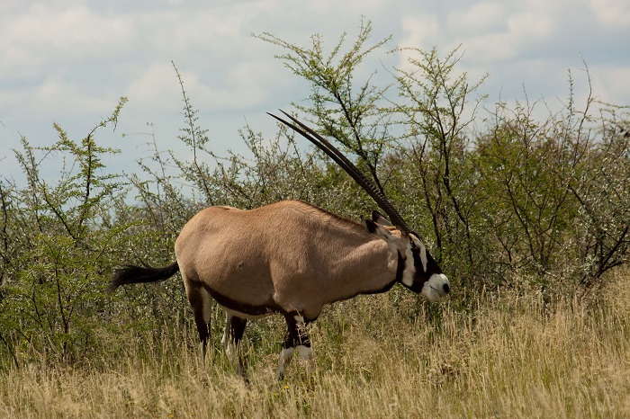 9 Etosha