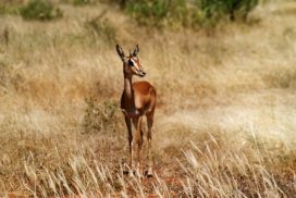 Dinder National Park | | Alluring World