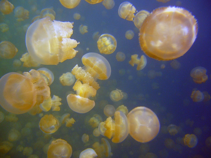 3 Jellyfish Lake