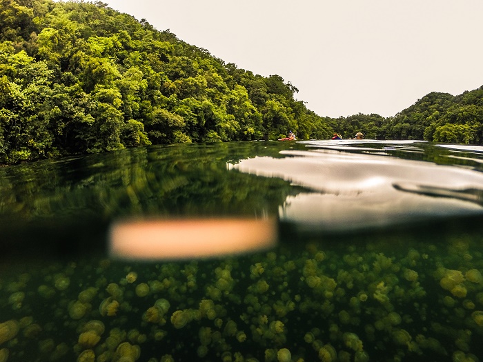 4 Jellyfish Lake