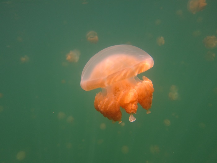 6 Jellyfish Lake