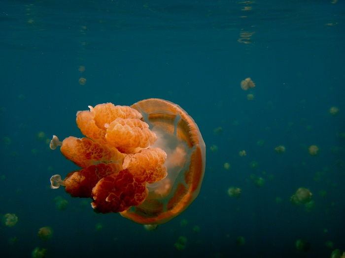 7 Jellyfish Lake