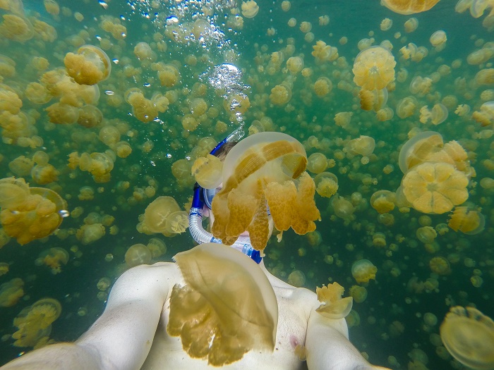9 Jellyfish Lake