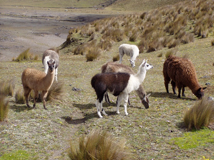 10 Cotopaxi