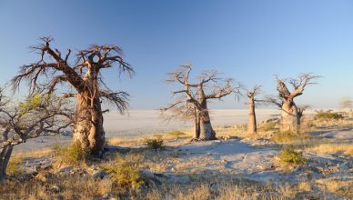 2 Makgadikgadi