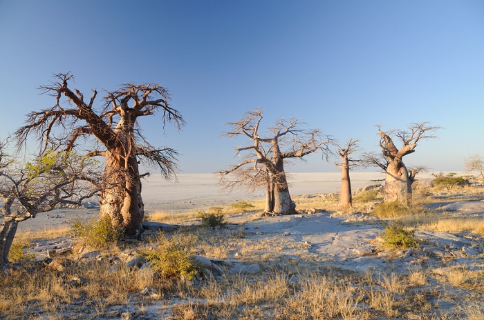 2 Makgadikgadi