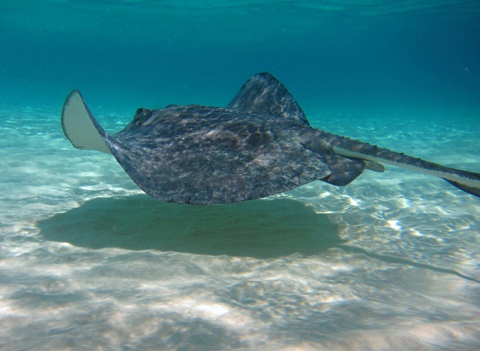 3 Stingray Cayman