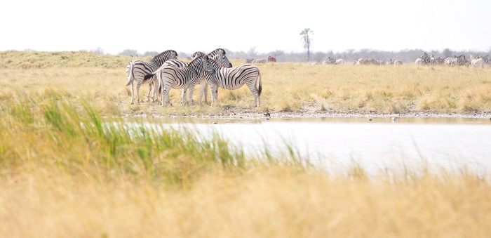 4 Makgadikgadi