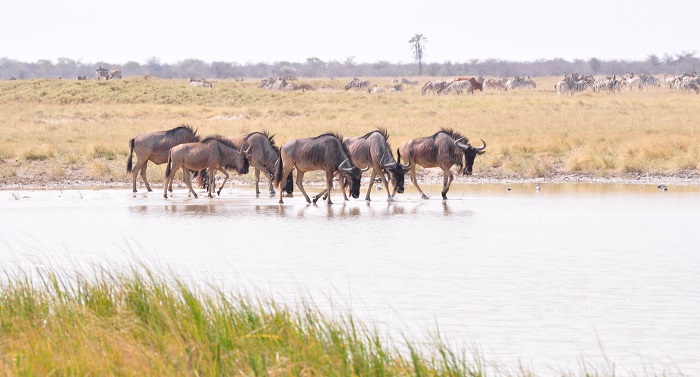 5 Makgadikgadi