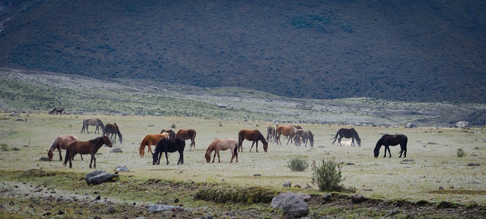 8 Cotopaxi