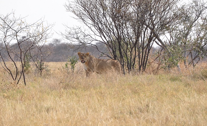 8 Makgadikgadi