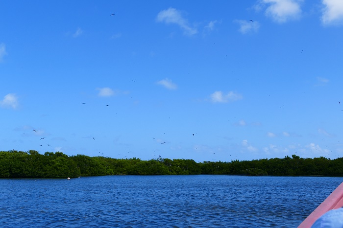 4 Frigate Barbuda