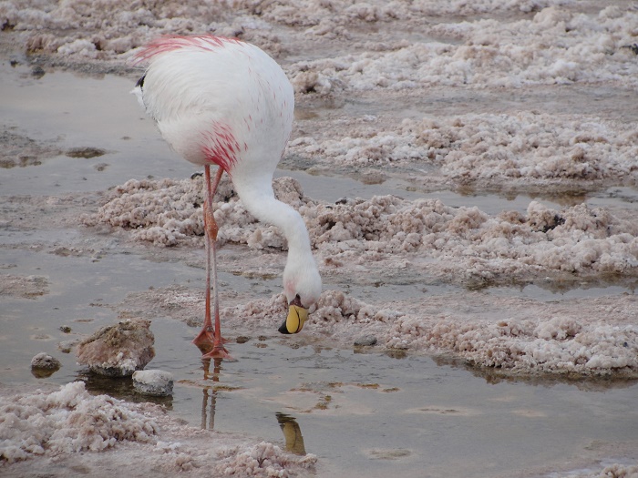 4 Salar Atacama