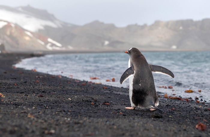 14 Deception Antarctica