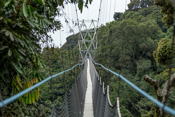 10 Nyungwe