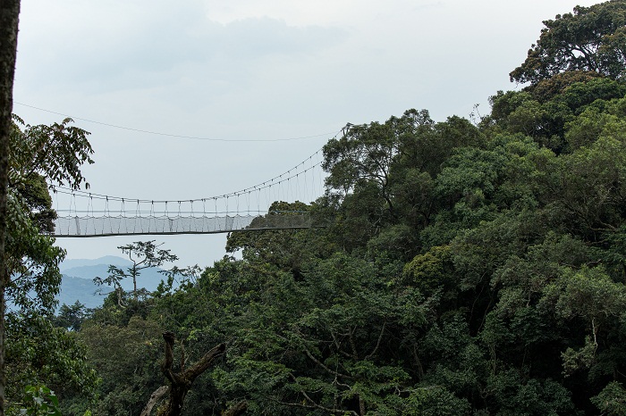 11 Nyungwe