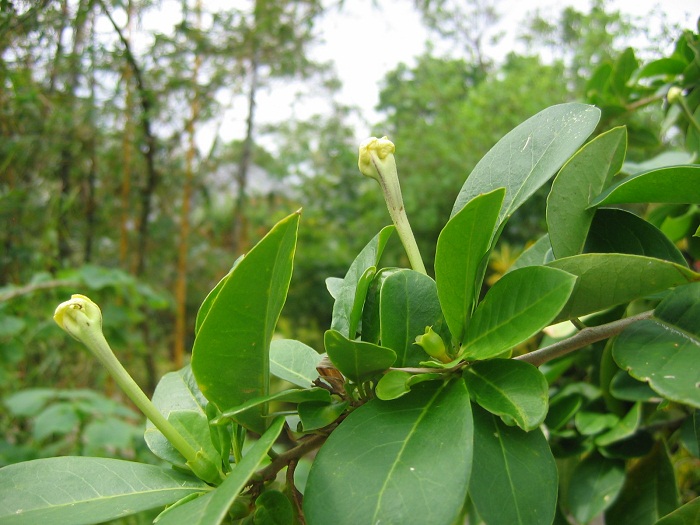 12 Cayman Botanic