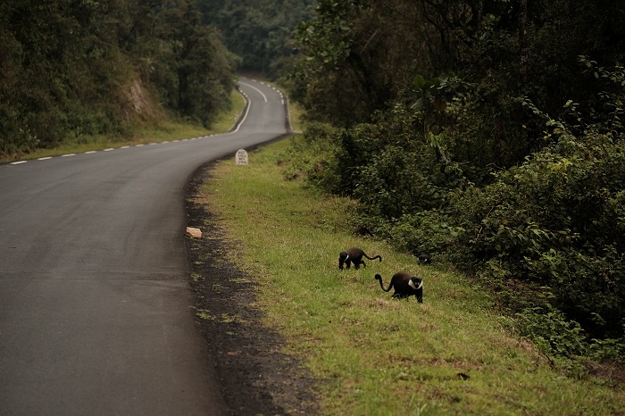 12 Nyungwe