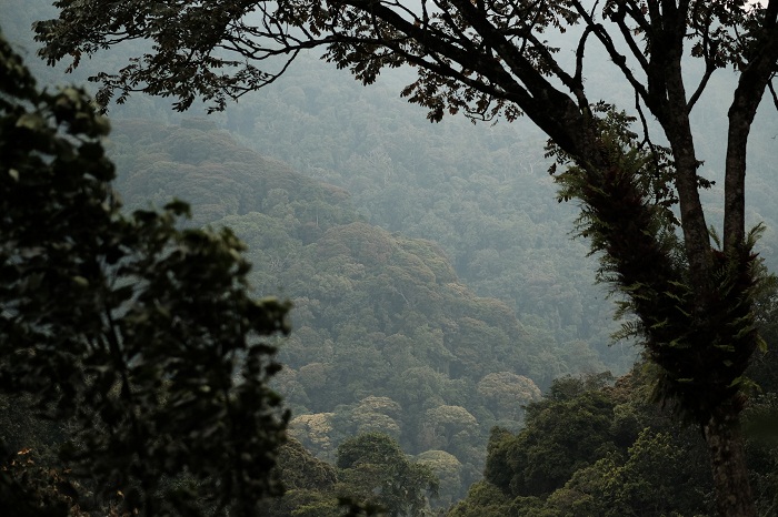 13 Nyungwe