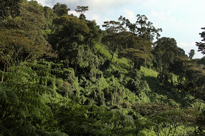 7 Nyungwe