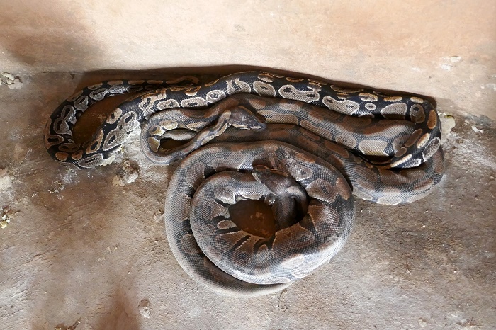 4 Pythons Benin