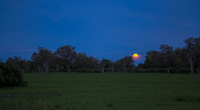 10 South Luangwa