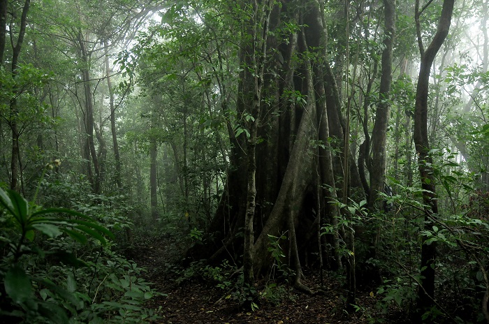 11 Monteverde