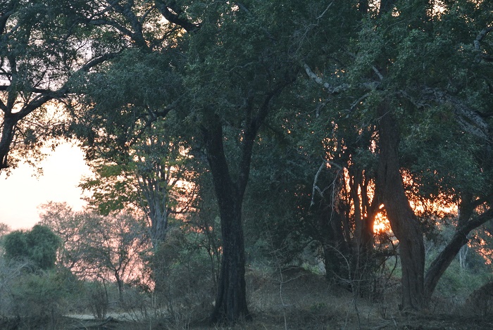 11 South Luangwa