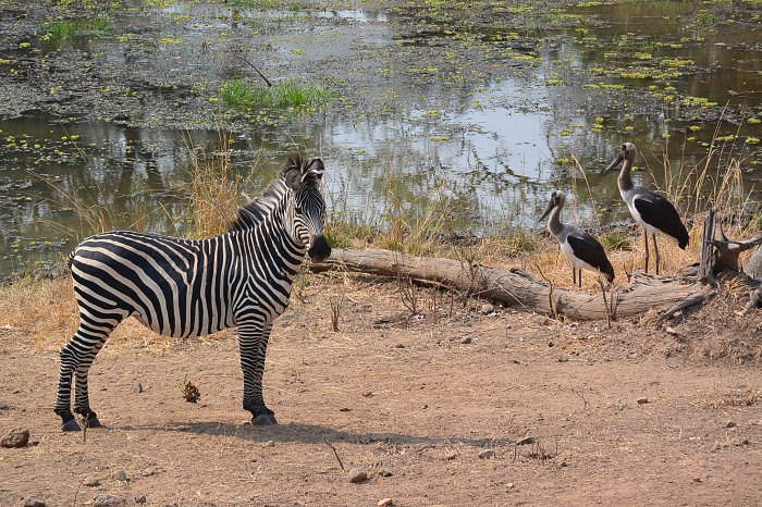 12 South Luangwa