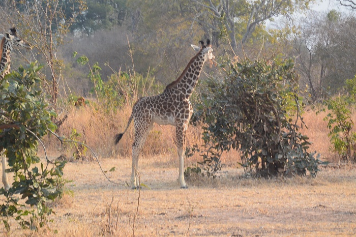 14 South Luangwa