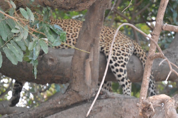 15 South Luangwa