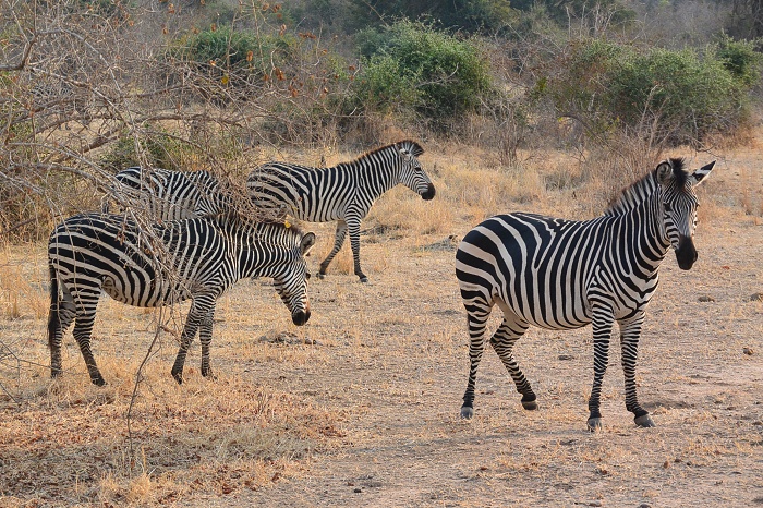 16 South Luangwa