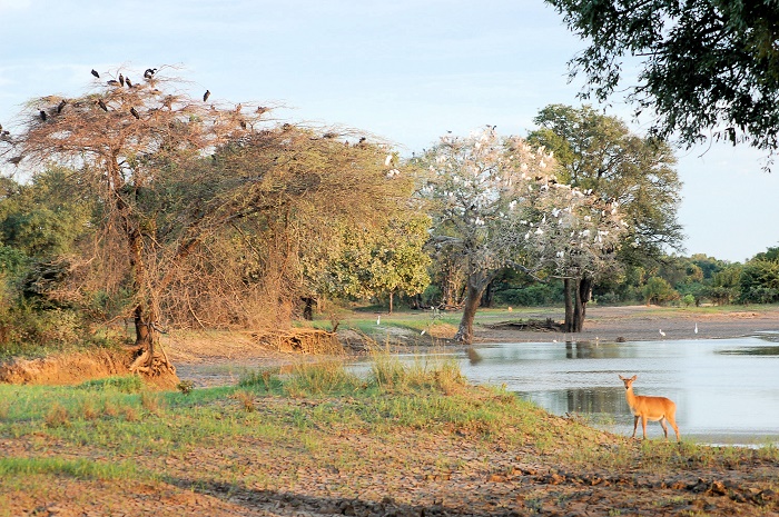 2 South Luangwa