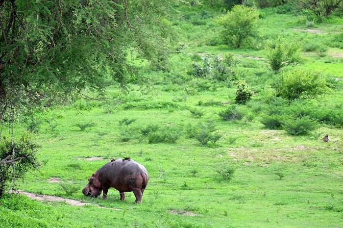 3 South Luangwa