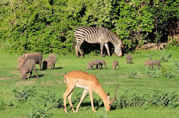 4 South Luangwa