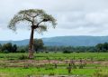 5 South Luangwa