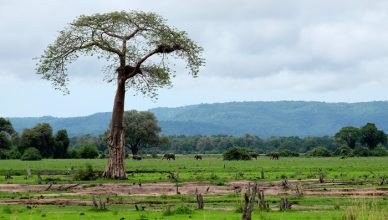 5 South Luangwa