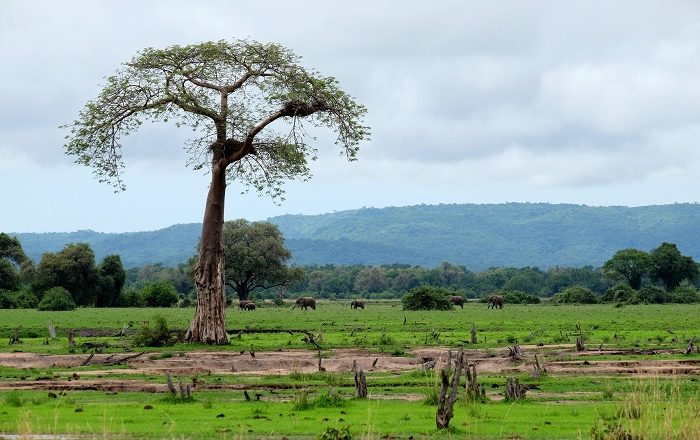 5 South Luangwa