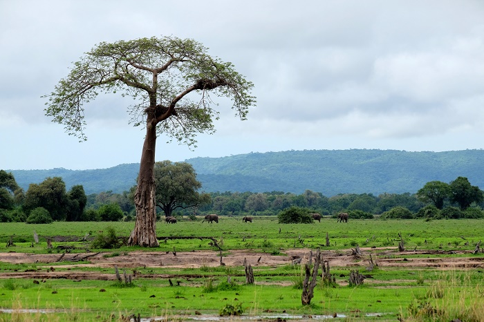 5 South Luangwa