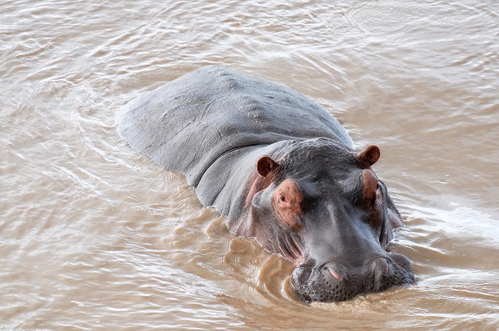 6 South Luangwa