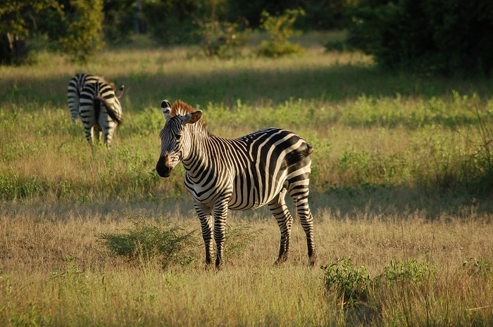 9 South Luangwa