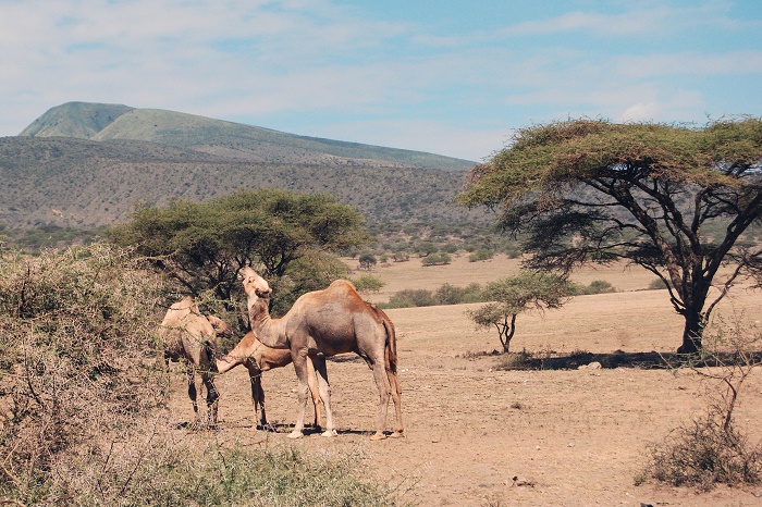 7 Olduvai