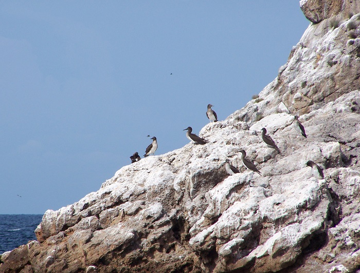 9 Marietas