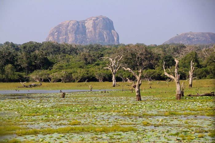 1 Yala Lanka